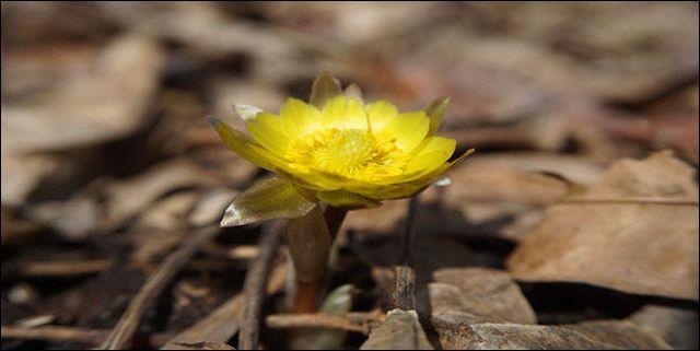 1_첫 개화 복수초_DMZ