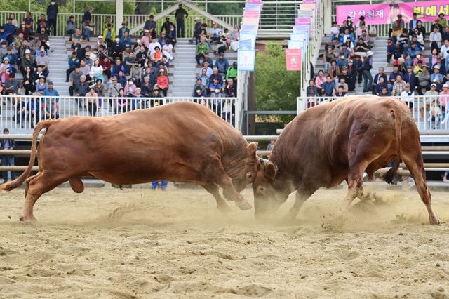 3월 15일 ‘2025 토요상설 진주민속소힘겨루기’개막