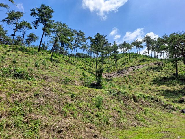 2025년 봄철 조림사업 본격 시행