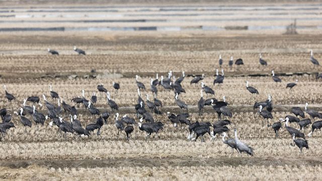 3. 3월 6일 서산 천수만에 도래한 흑두루미 모습1