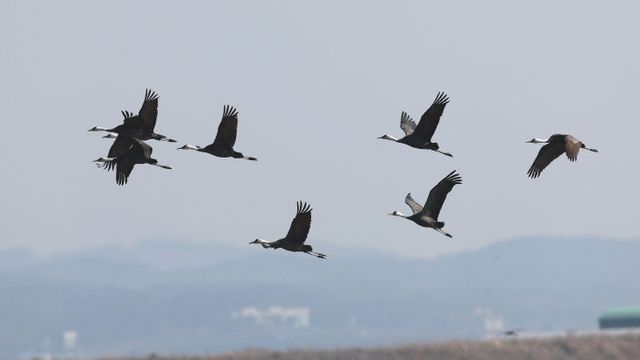 3. 3월 6일 서산 천수만에 도래한 흑두루미 모습3