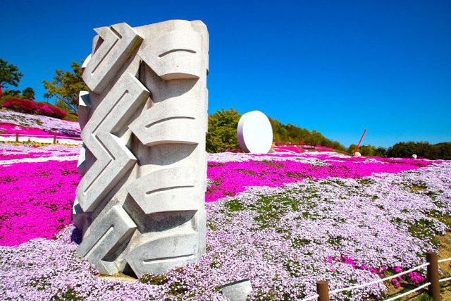 산청 생초면 꽃잔디 (7)