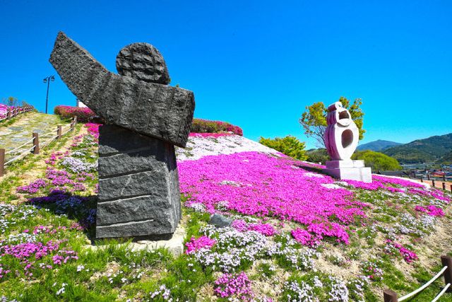 산청 생초면 꽃잔디 (6)