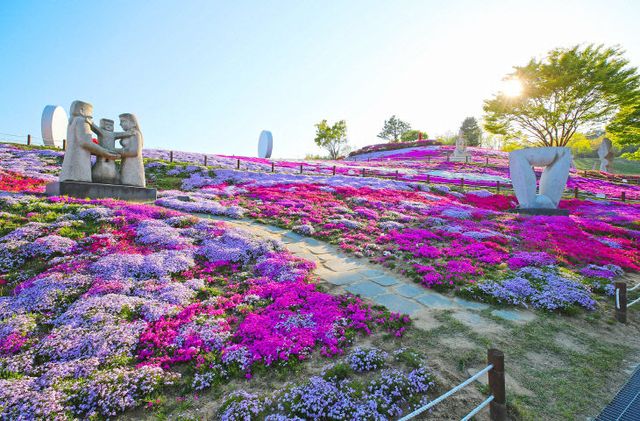 산청 생초면 꽃잔디 (2)