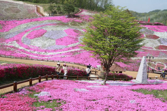산청 생초 꽃잔디 축제 (2)