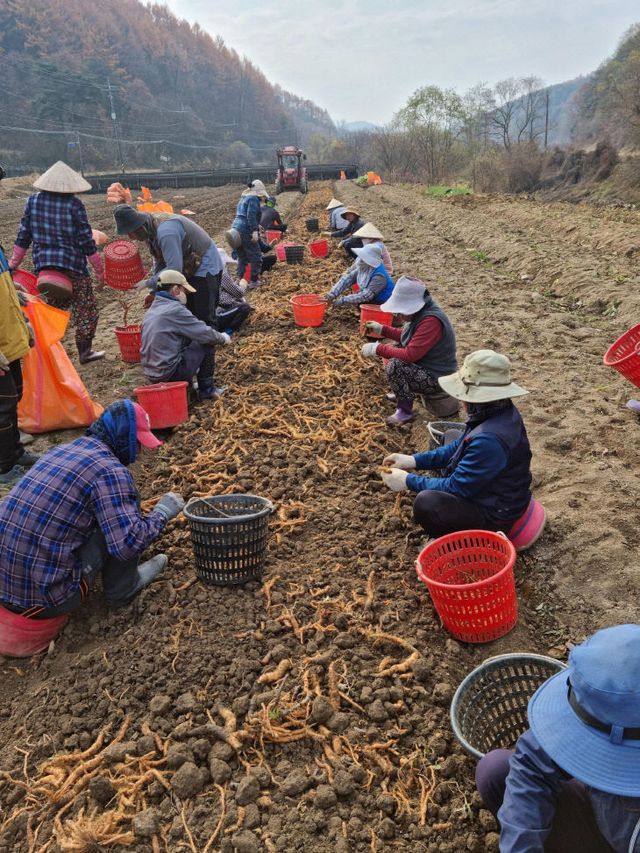 외국인 계절근로자 농작업 현장사진1