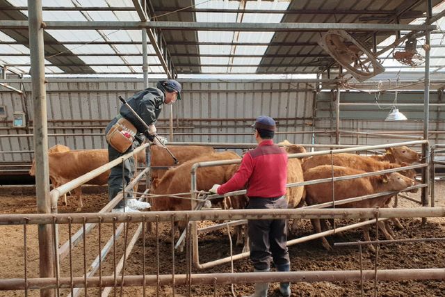 250320 소염소 구제역 백신 일제접종2