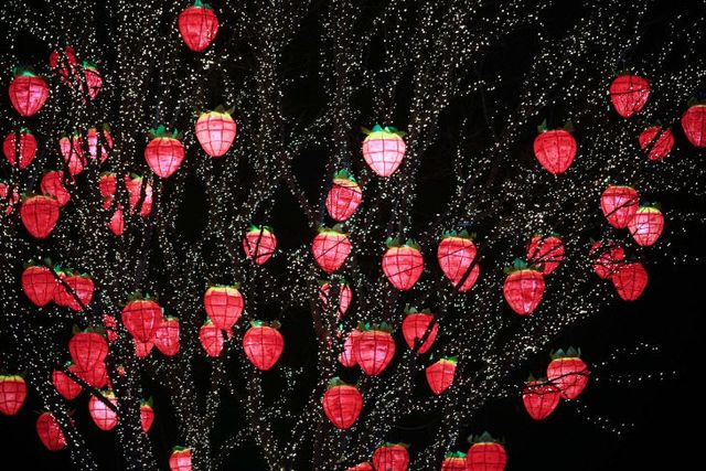 2024딸기축제 (15)