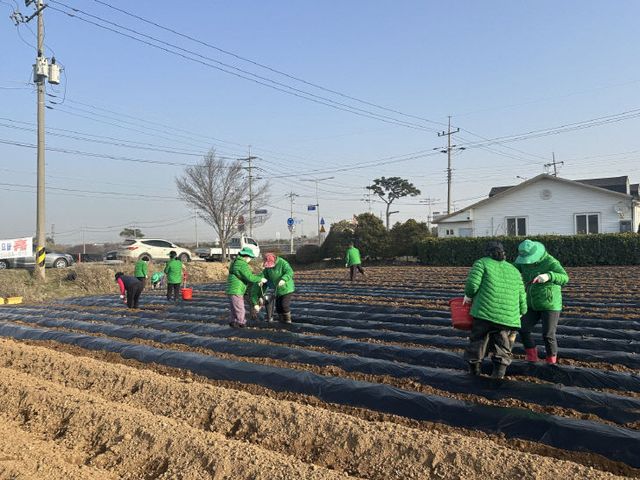 13.오가면 새마을협의회 감자 심기 (2)