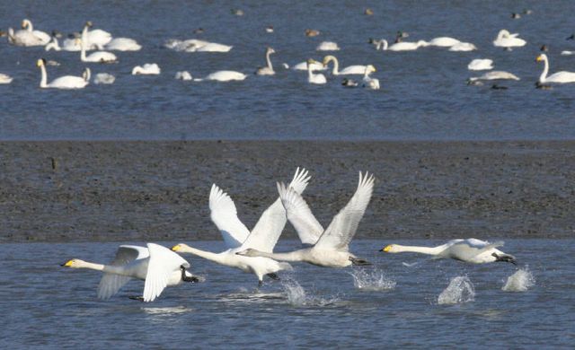 2-강진만 큰고니1