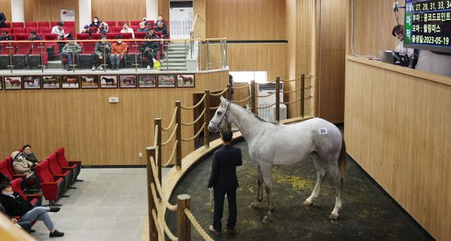 한국마사회, 제주 ‘올해 첫 2세 경주마’ 경매