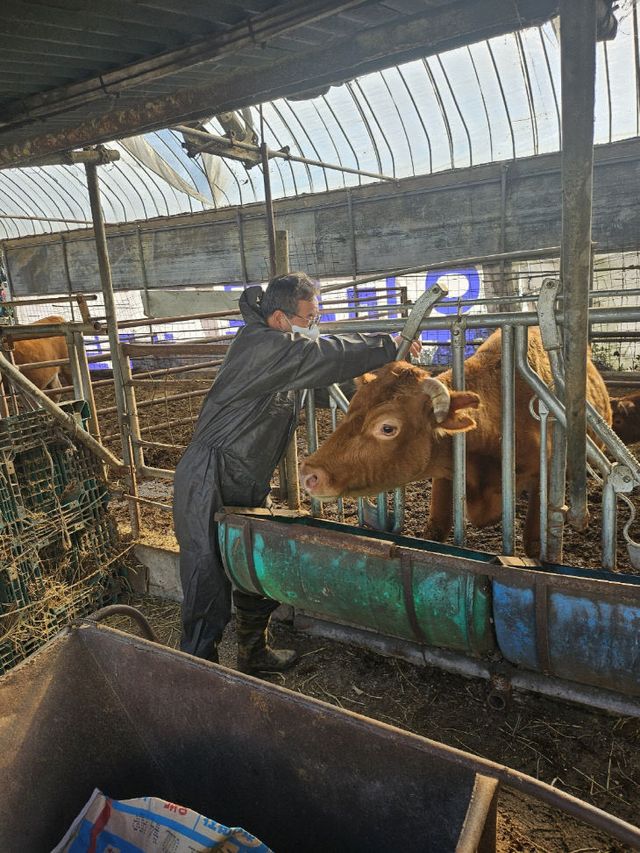 구제역 에방 접종을 하고 있는 축산농가