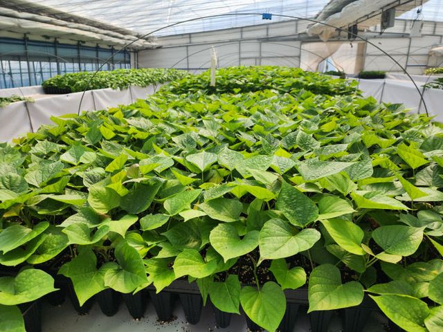 고구마 조직배양묘 (1)