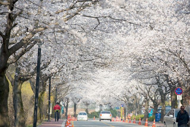 계룡산 동학사 벚꽃