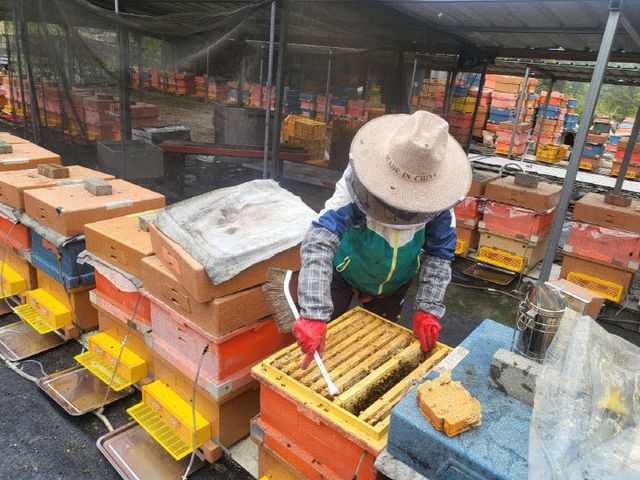 충북도, 봄철 꿀벌 응애 집중방제 기간 운영 1