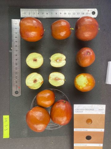 충북농기원, 신품종 ‘태후’ 과실