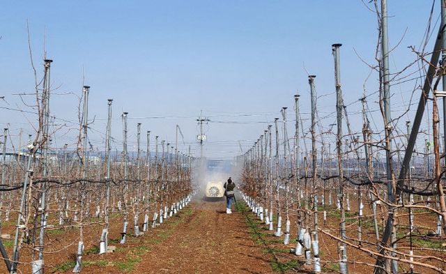 보도 3) 약제방제 사진