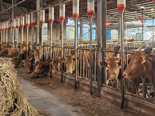 합천군, 축산농가 사료구매 정책자금 72억원 배정