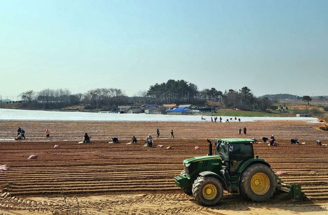 0324 기계화 농업으로 고구마 풍년 예고…