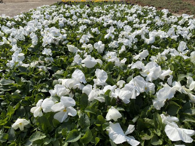 백세공원 정비(2)