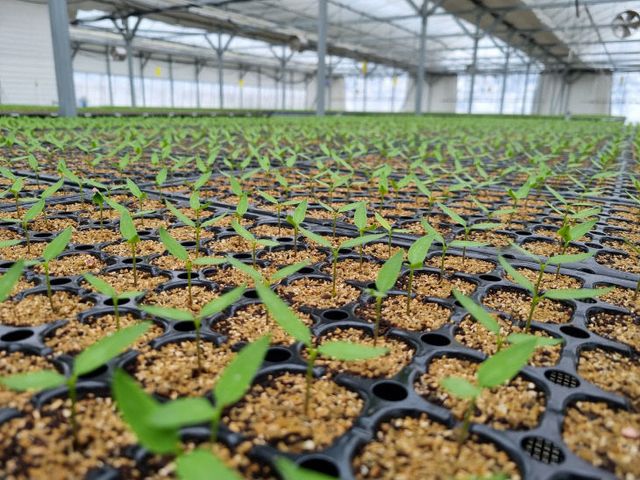 보도 1) 육묘 전경(3)