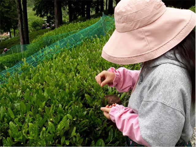 2-1.기장 차 문화학교 운영 사진