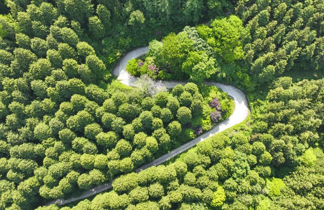 장성 축령산 편백숲 전경