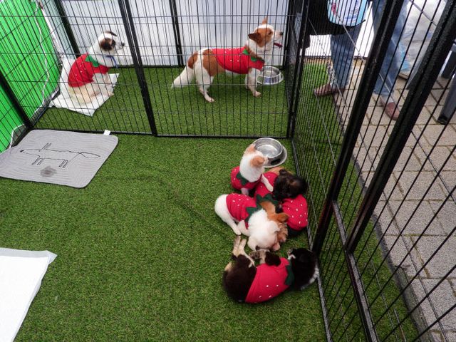 논산시 동물보호센터 부스 모습 (4)