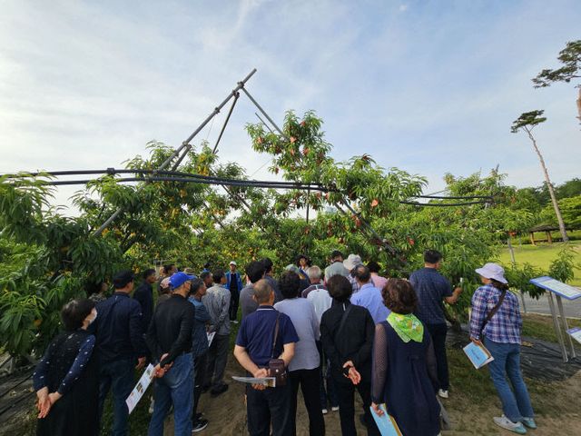 복숭아 월별과원관리교육 추진1(작년 교육)