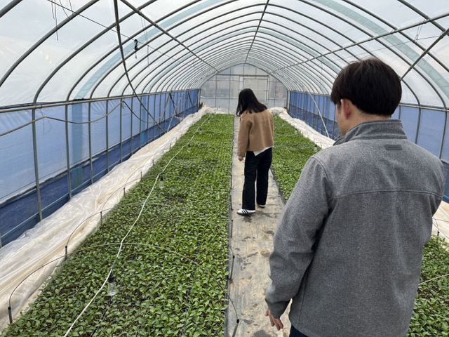 고추육묘 생육관리1