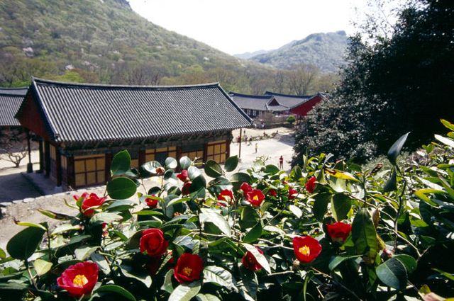 (자료사진)선운사 동백 (5)