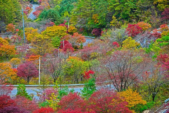 보도 5) 단풍나무(3)