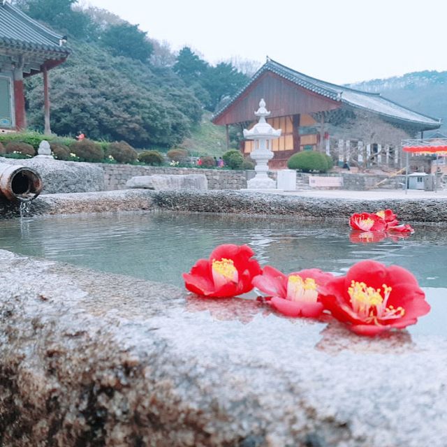 (자료사진)선운사 동백