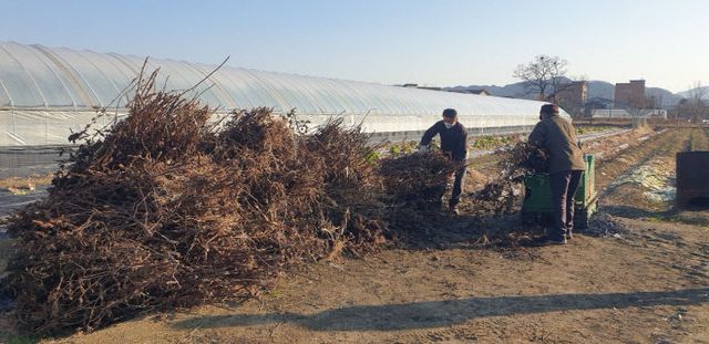 영농부산물 처리 현장 사진