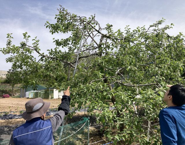 과수농가 현장지도