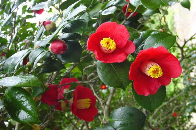 (자료사진)선운사 동백001