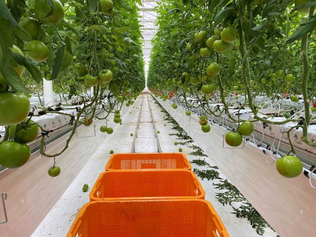 원예작물- 토마토