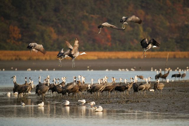 사본 -1 순천만습지 흑두루미