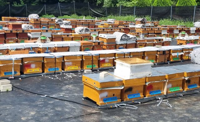 0307 정읍시, 꿀벌 질병양봉농가 보호 나선다(자료사진)
