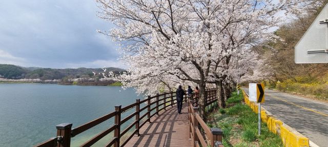 고복저수지 벚꽃