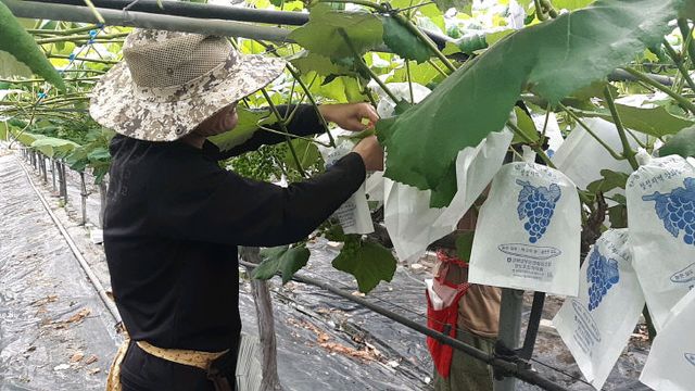 강화군, 과수봉지 구입비 지원사업 추진(자료사진)