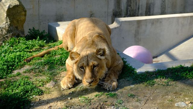 03.1 청주동물원 사자 ‘구름이’,
