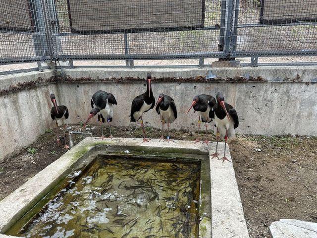 국립생태원 멸종위기종복원센터로 복귀한 먹황새 무리