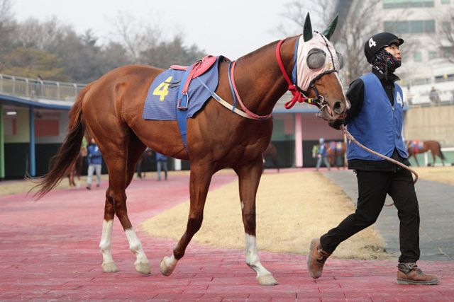 한국마사회, 빈체로카발로