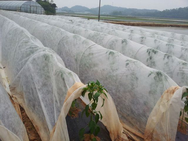 사본 -(사진3)일라이트부직포 터널 고추