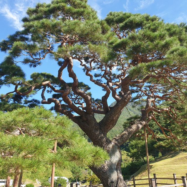 1-2 솔고개 소나무