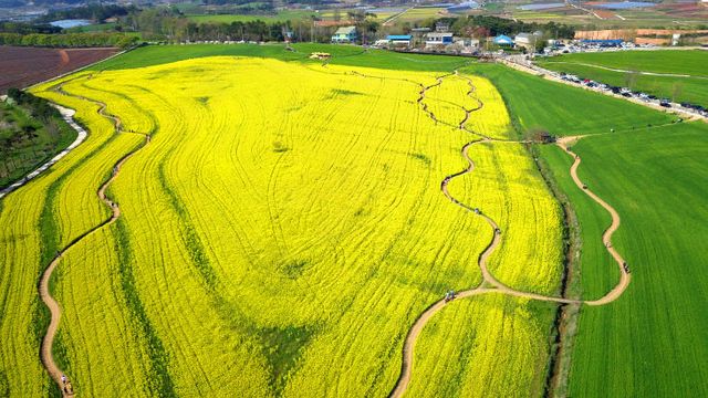 고창청보리밭(1)
