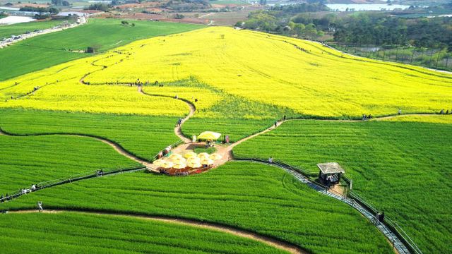 고창청보리밭(3)