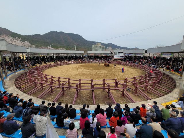 창녕군 제21회 창녕 전국 민속소힘겨루기대회 개최