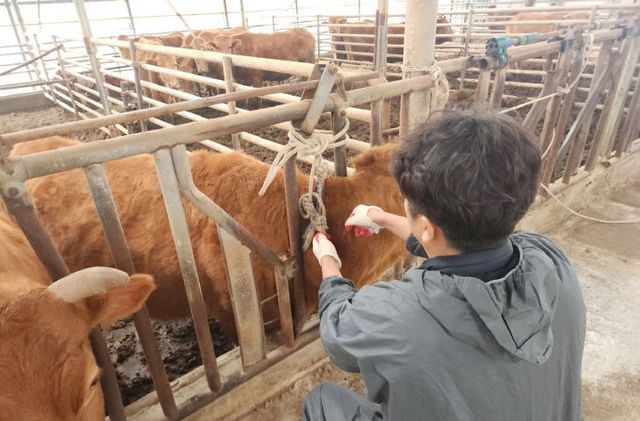 합천군, 소 럼피스킨병 백신 일제접종 실시